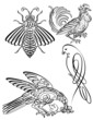 Calligraphic Ornamental Design
