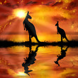 Illustration: kangaroo on a beautiful sunset background kangaroo on a beautiful sunset background