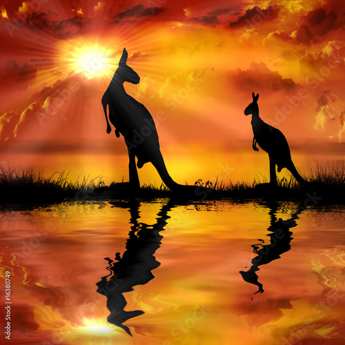 Fototapeta kangaroo on a beautiful sunset background