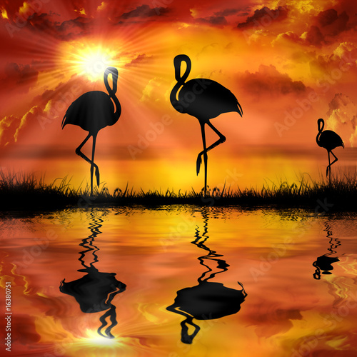 Fototapeta flamingo on a beautiful sunset background