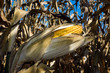 indian corn