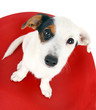 Jack Russell Terrier