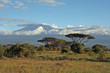 Kilimanjaro