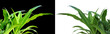 plants d'agaves en positif et en négatif plants d'agaves en positif et en négatif