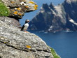 skellig island puffin enjoying the view
