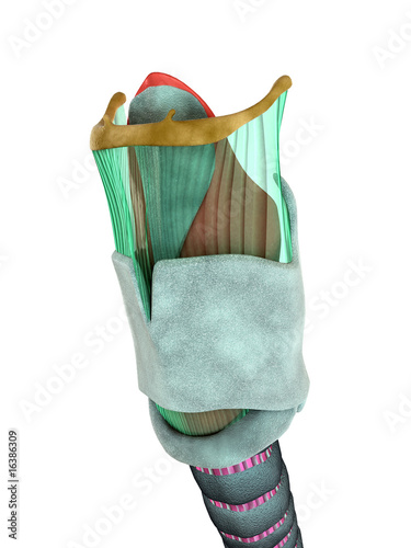 Illustration: Larynx Larynx