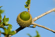 Bellota