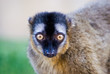 Primer Plano de Lemur