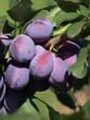 Erntereife Pflaumen Erntereife Pflaumen