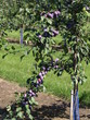 Erntereife Pflaumen Erntereife Pflaumen