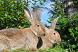 Kaninchen