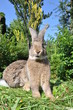 Hase