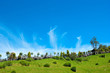 Flying cloud Flying cloud