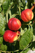 Nectarines