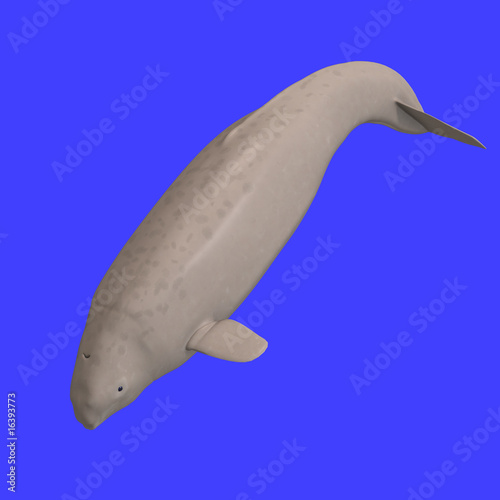 Beluga Whale Calf. whitle eluga whale calf