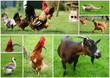 Animaux de ferme