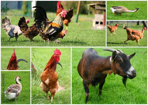 Animaux de ferme