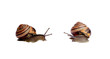 Snails