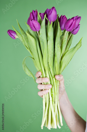 Photo: A woman holding a bunch of purple tulips, close-up A woman holding a bunch of purple tulips, close-up