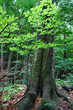 Green forest