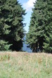 Wald Wald