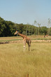 girafe