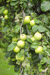 green apples