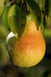 Poire
