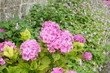 Parterre de fleurs roses Parterre de fleurs roses
