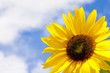 Sunflower over blue sky.