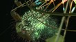 ferris wheel and fireworks
