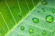 Green leaf with rain droplets