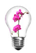 Light bulb with pink orchid isolated on white