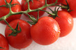 Strauchtomate rot auf weiss