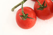Strauchtomate rot auf weiss