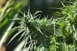 chanvre,cannabis