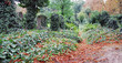 oll historic cemetery