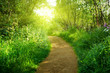 road in deep forest road in deep forest