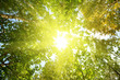 sun in deep forest sun in deep forest