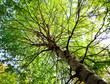 sun in deep forest