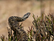Kreuzotter, Vipera berus, Weibchen