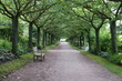 chemin boisé dans le jardin de l'abbaye de Valloires chemin boisé dans le jardin de l'abbaye de Valloires