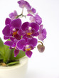 Orchid