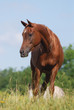arabian horse