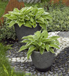 Funkie, Hosta, Steinkuebel Funkie, Hosta, Steinkuebel