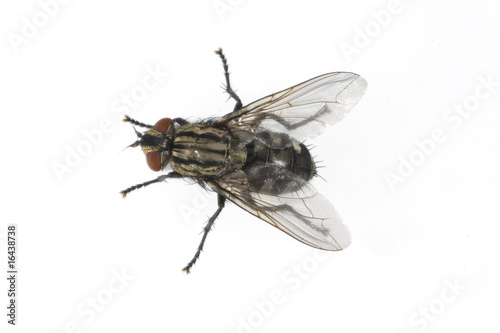 Foto: Fliege, Brachycera Fliege, Brachycera
