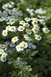 Mutterkraut, Tanacetum parthenium