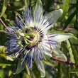 Passionsblume, Passiflora x caerulea-racemosa