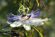 Passionsblume, Passiflora x caerulea-racemosa