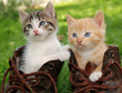 kitten in boots kitten in boots